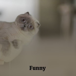 收聽Maxine Brown的Funny歌詞歌曲