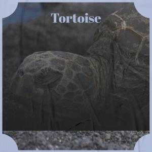 Various Artists的專輯Tortoise
