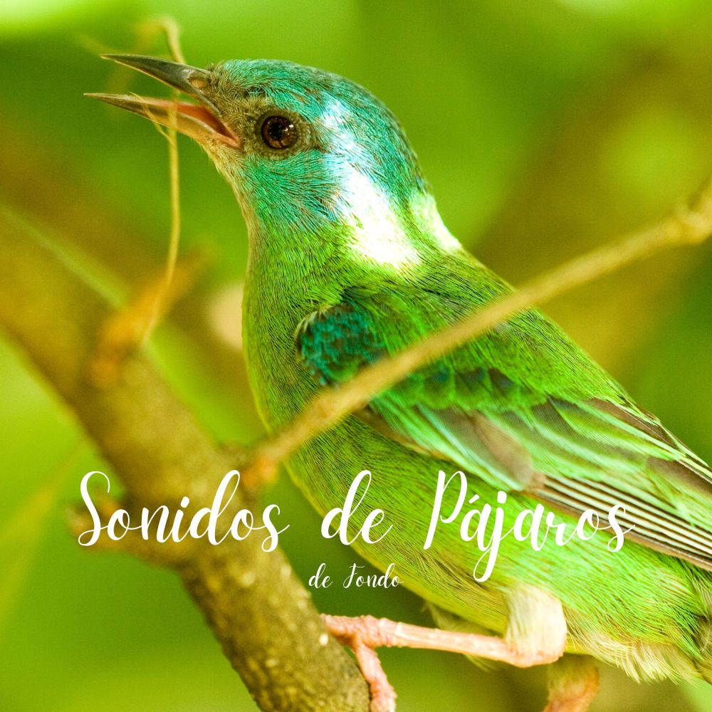 Sonidos de Pajaros en el Bosque, Pt. 20