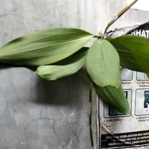 收听Deri的Kuingin kau tahu歌词歌曲