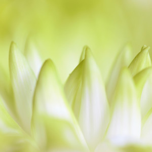 收听Academia de Meditação Buddha的Give a Chance歌词歌曲