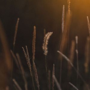Listen to Waves Come and Go song with lyrics from Deep Sleep