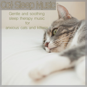 收聽Cat Music Dreams的Cat Sleep Music歌詞歌曲