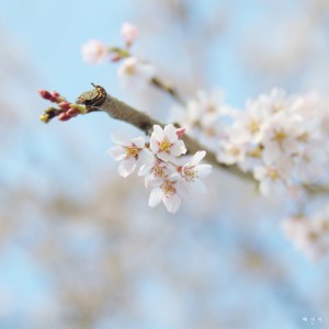 ดาวน์โหลดและฟังเพลง Mom's Piano Lullaby Vol.3: Spring Waltz พร้อมเนื้อเพลงจาก 혜진이