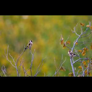 ดาวน์โหลดและฟังเพลง Kejarlah mimpimu พร้อมเนื้อเพลงจาก Janah