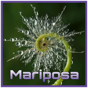 ดาวน์โหลดและฟังเพลง Mariposa พร้อมเนื้อเพลงจาก Etnica Project