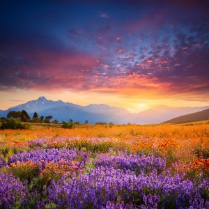 The Relaxation Guys的專輯Music For Quiet Reflection And Soft Contemplation