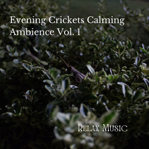 Relax Music: Evening Crickets Calming Ambience Vol. 1