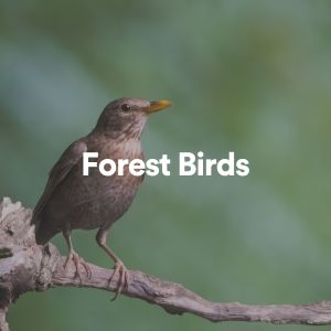 Album Forest Birds from Forest Sounds