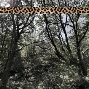 อัลบัม Leopard Tape 004 ศิลปิน Andreas Foxx