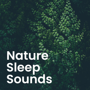 ดาวน์โหลดและฟังเพลง Morning Dew on Forest Ferns พร้อมเนื้อเพลงจาก adam by nature