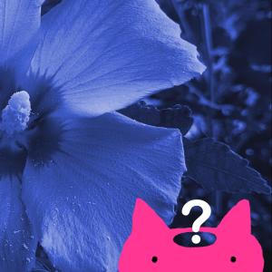 ดาวน์โหลดและฟังเพลง IDK พร้อมเนื้อเพลงจาก little purr man