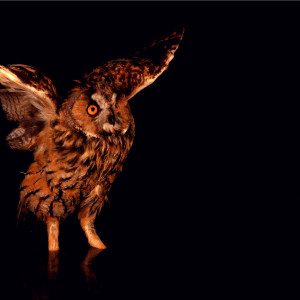 Listen to Snowflakes in April song with lyrics from The Golden Islands