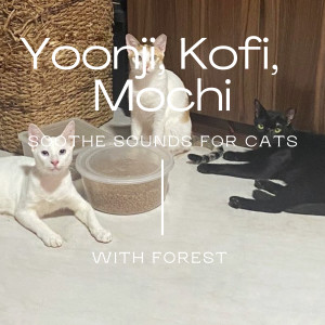 收听Forest的Yoonji, Kofi & Mochi歌词歌曲
