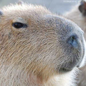 อัลบัม Capybara ศิลปิน Сто-Личный Она-Нас