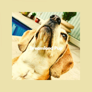 Dreamland Pup