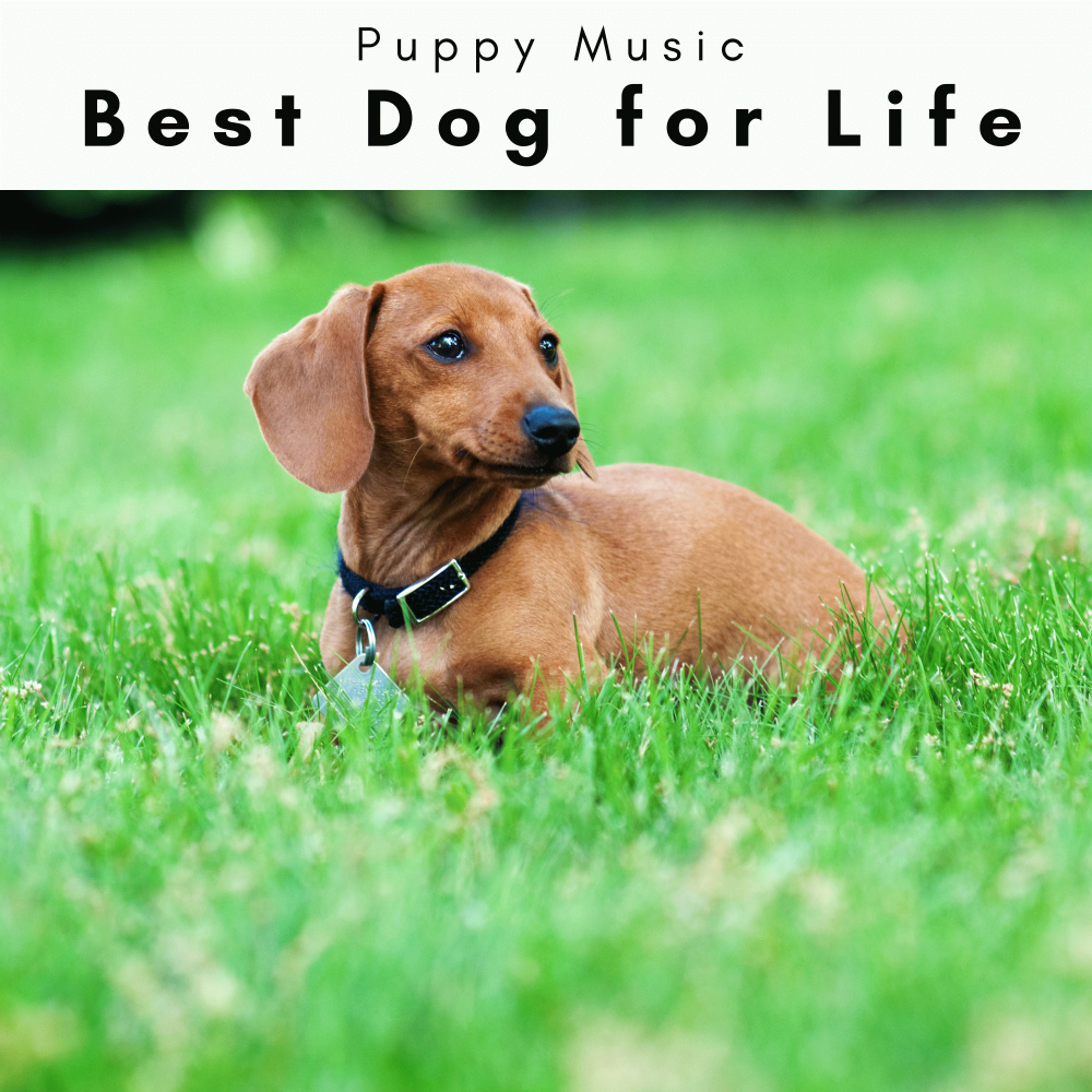 Relaxing Songs for Faithful Puppies