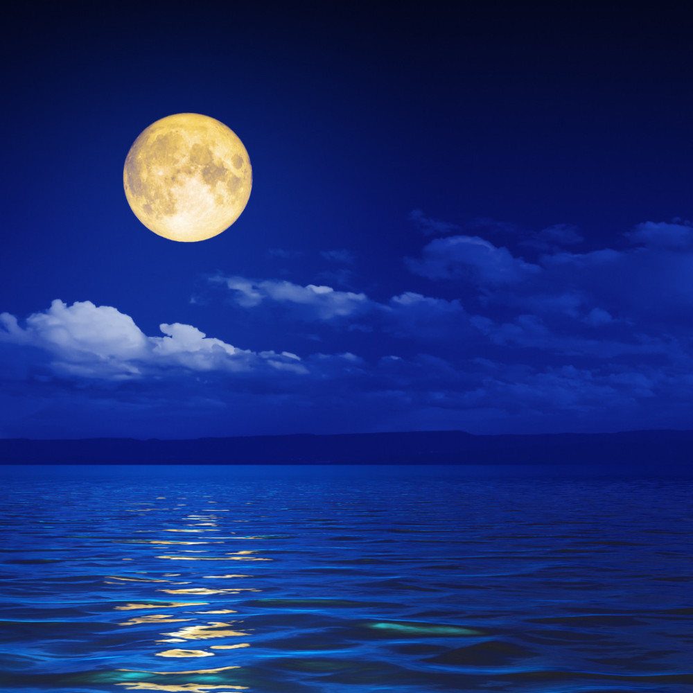 Reflective Coral Serenity