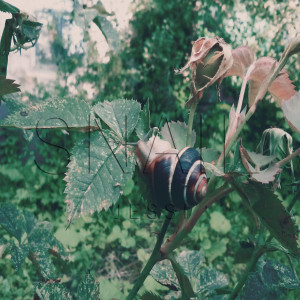 Listen to Snail song with lyrics from Jessi