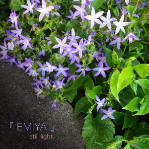 Listen to Still Light song with lyrics from 『 EMIYA 』