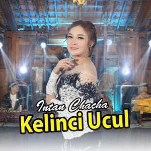 Dengarkan lagu Kelinci Ucul nyanyian Intan Chacha dengan lirik
