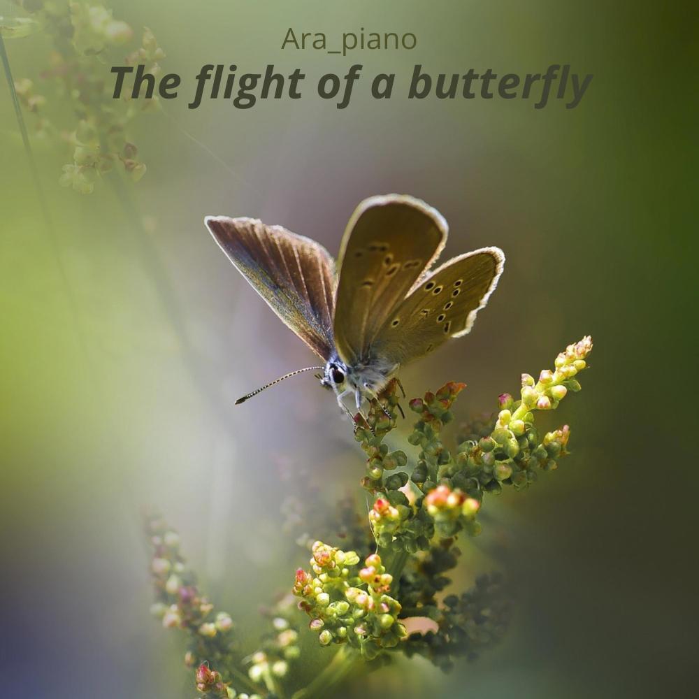 The flight of a butterfly