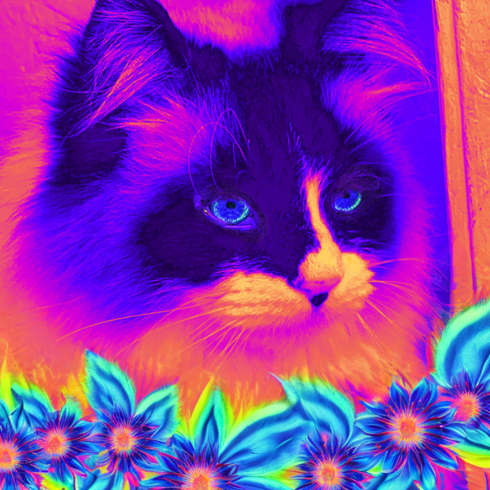 Mon Chaton