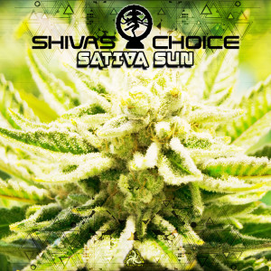 Listen to Sativa Sun (In Modular Space) song with lyrics from Shivas Choice