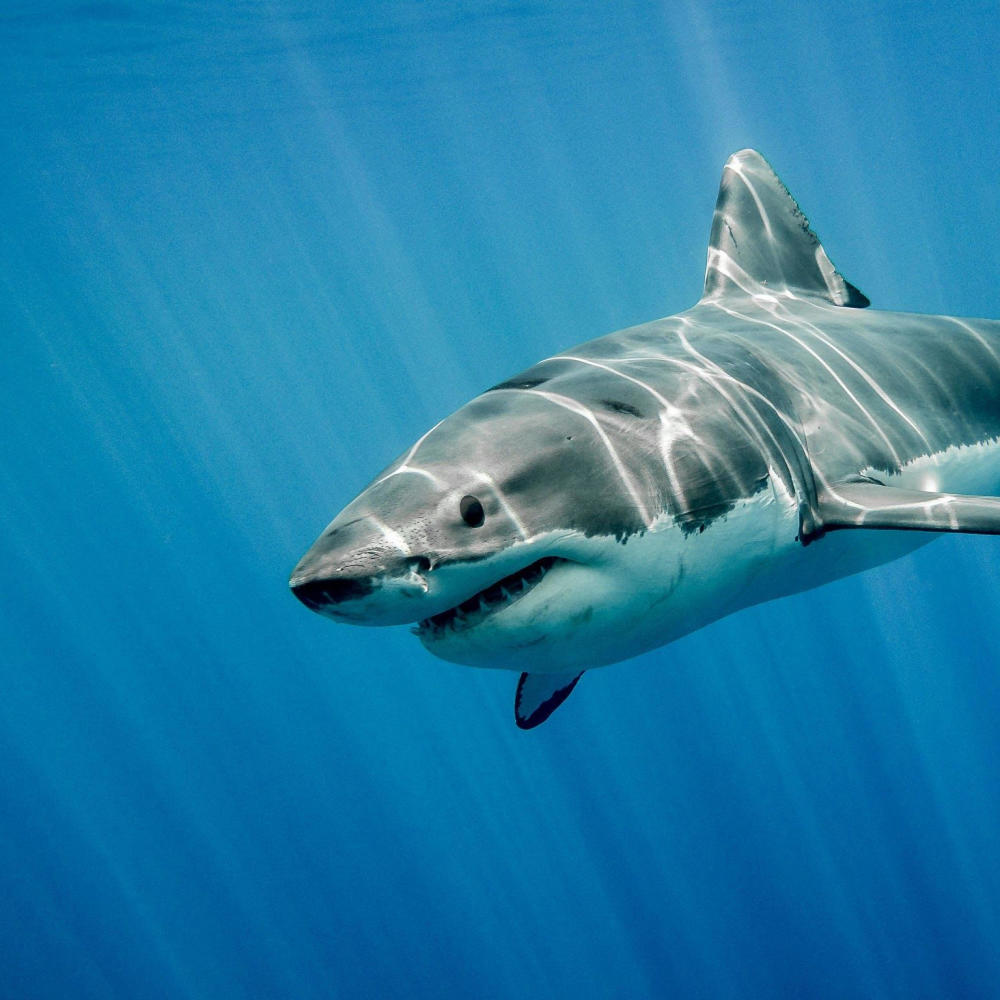 Sharkin (Explicit)