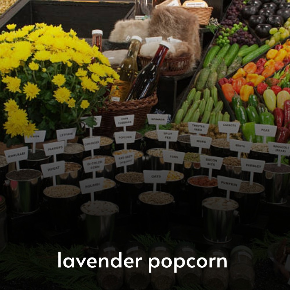 Lavender Popcorn