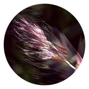 Album XV - 2 from Arnaud Le Texier
