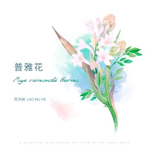 劳沐赫的专辑普雅花