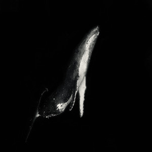 收聽Cruzer Urameshi的Whales歌詞歌曲