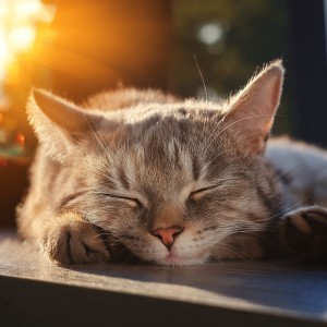 ดาวน์โหลดและฟังเพลง Melodías Suaves Para Gatos Relajados พร้อมเนื้อเพลงจาก Música de gatos