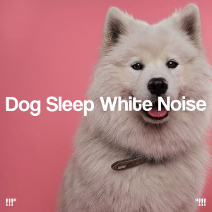 !!!" Dog Sleep White Noise "!!!