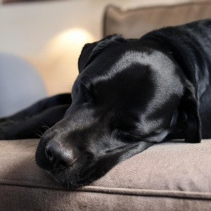 ดาวน์โหลดและฟังเพลง Acordes De Perro Acogedor พร้อมเนื้อเพลงจาก Sonidos de la Naturaleza Música de la Naturaleza