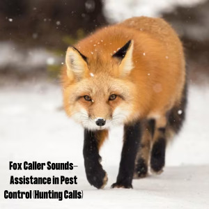 Listen to Swift Fox's Salsa song with lyrics from Natural Sounds