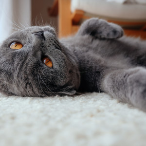 Lunar Lofi Cat Tranquility: Harmonious Tunes for Contentment