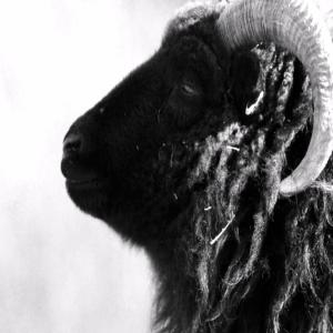 Dengarkan lagu black sheep (Explicit) nyanyian Qubone dengan lirik