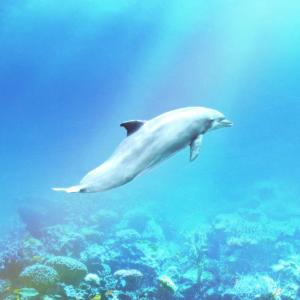 Listen to 돌고래 (feat. Junmok) (Dolphin) song with lyrics from GERONIMO (제로니모)