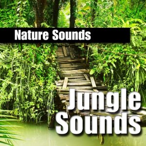 收聽Nature Sounds的Bird Nature Sound at Dusk in the Jungle歌詞歌曲