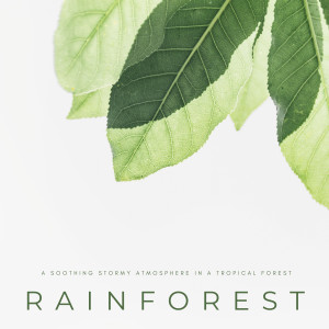 Rainforest: A Soothing Stormy Atmosphere In A Tropical Forest