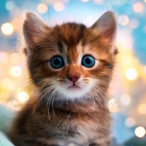 Estudio de música para gatos的專輯Música Para Gatos Y Momentos Acogedores