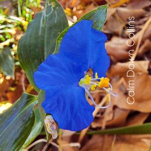 收听Calm Down Collins的Winter Dock Night歌词歌曲