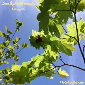收聽Motoko Bando的Sunlight Through Leaves歌詞歌曲