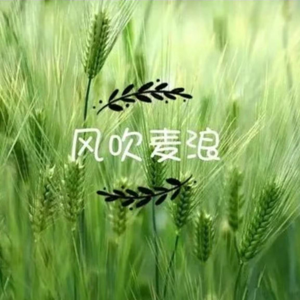 风吹麦浪