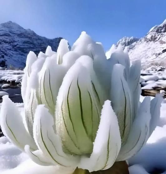 昊昃旭