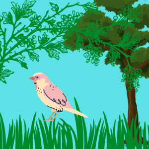 Album Kicau Burung Murai Ekor Panjang from Severinus Journey