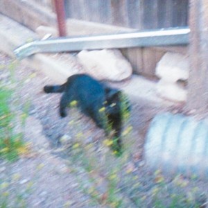 ดาวน์โหลดและฟังเพลง The Bird and the Dog พร้อมเนื้อเพลงจาก Oh Bummer!