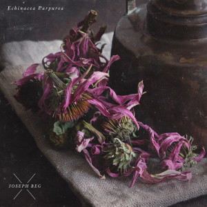 Album Echinacea Purpurea oleh Joseph Beg